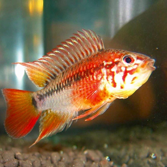 Apistogramma viejita  II